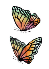 Plakat Illustration of watercolor butterflies with a black outline.