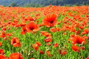 Fototapeta premium Drug and love intoxication, opium, medicinal.