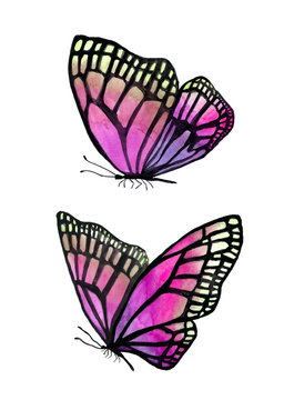 Illustration of watercolor butterflies with a black outline.