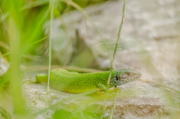 The lizard in its natural environment 
