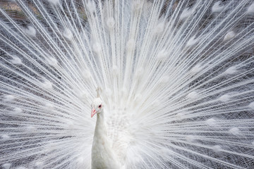 Fototapeta premium White peacock showing off his bright tail