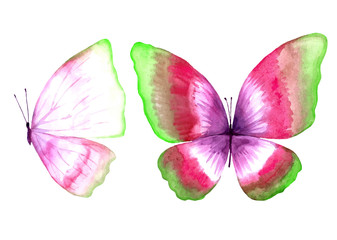 Isolated image of an animal on a white background.