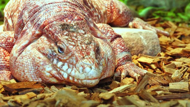 The Argentine red tegu, (Tupinambis rufescens) is one of species of lizards.