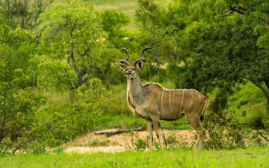 Greater kudu looking in camera