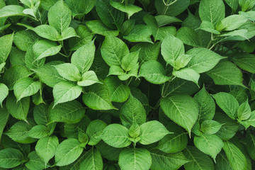Green leafs of hydrangea with raindrops. View from above. Nature background. Foliage.