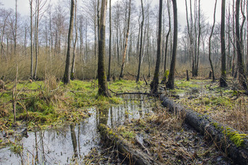 Swamp in the forest