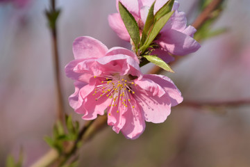 Fototapeta na wymiar Peach blossoms
