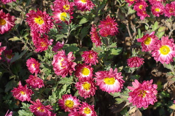 Pink and white daisy-like flowers of Chrysanthemum