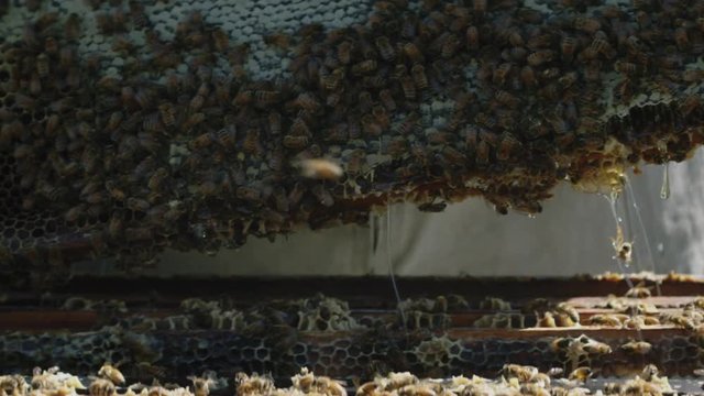 Close up of beekeeper scraping bees off honeycomb.