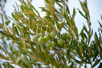 zielone oliwki