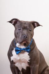 Staffordshire terrier potrait at studio