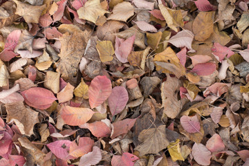 Pale colored fallen leaves in autumn from above