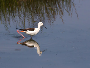 Wading Black-winged Stilt