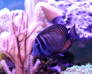 Reef tank, marine aquarium full of fishes and plants. Tank filled with water for keeping live underwater animals. Zoanthus. Zebrasoma.  
