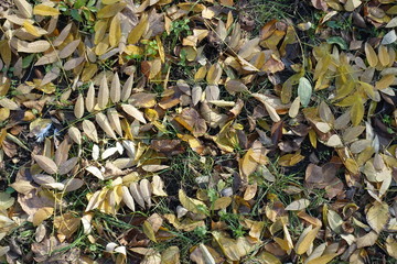 Grassplot covered with lots of fallen leaves