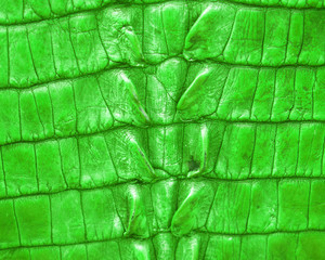  peau verte de crocodile