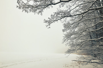Belarus, Grodno, Snowy fairy forest around Molochnoe Lake.