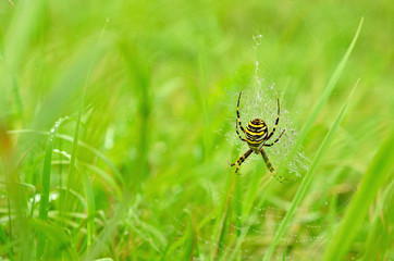 Wasp spider (Argiope bruennichi) on the web. Hunting spider close-up