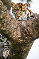 Portrait of a leopard on a tree. Close-up. Classical picture. National Park. Kenya. Tanzania. Maasai Mara. Serengeti. An excellent illustration.