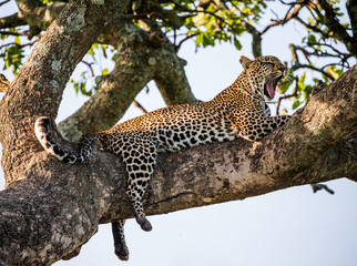 Leopard on a tree. National Park. Kenya. Tanzania. Maasai Mara. Serengeti. An excellent illustration.