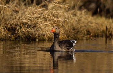 Graugans schwimmt im Wasser im Naturschutzgebiet Tegeler Fließ in Berlin 