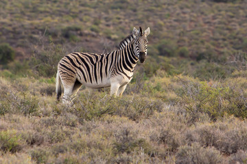 Obraz na płótnie Canvas Male Zebra standing