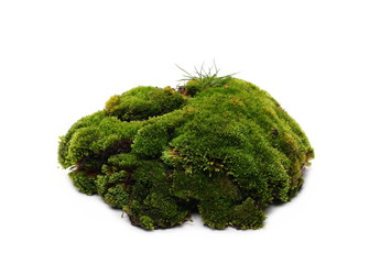 Green moss isolated on white background