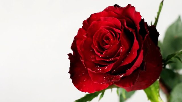 Fresh red rose on Valentine Day