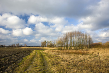 Fototapeta premium Plowed field, road and copse