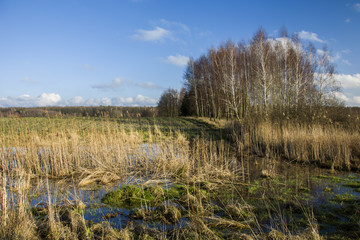 Swampy area and copse