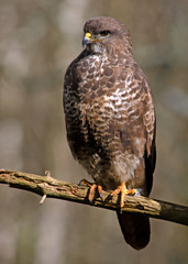 Buzzard