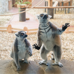 Fototapeta premium Two tailed lemur on stone plate