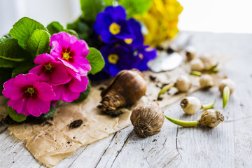 Bulbs of spring flowers and blooming flowers for planting. 
