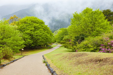 新緑の田貫湖キャンプ場、静岡県富士宮市にて