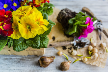 Bulbs of spring flowers and blooming flowers for planting. 
