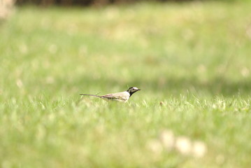Bird