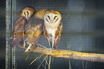Three melancholy Owls in a row