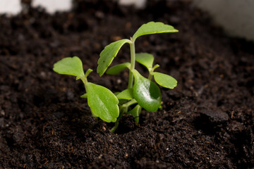 Sortie de terre d'une plante, illustration du concept de la vie 