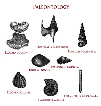 vintage paleontology  illustration of fossilized shells: exogyra couloni and columba, rotellaria parkinsoni,turrilites catenatus, unio valdensis,ammonites varians and belemnitella mucronata.