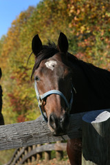 Fototapeta premium Horse in stable