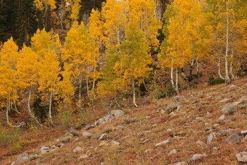 Beautiful autumn at Big Cottonwood Canyon Road near Salt Lake City in Utah in the USA
