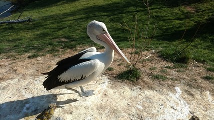 Pelican