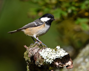 Coal Tit