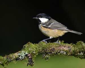 Coal Tit