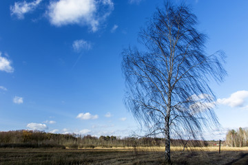 White leafless birch on a background of blue sky