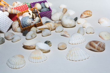 Gifts and seashells