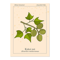 Kukui nut Aleurites moluccanus , or candlenut, indian walnut, medicinal plant