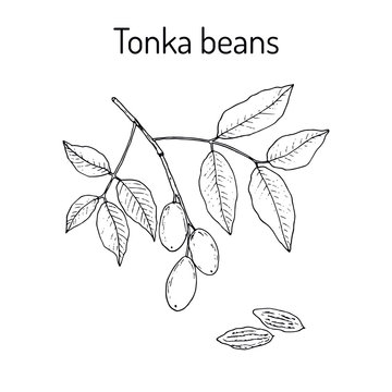 Tonka beans Dipteryx odorata , aromatic and medicinal plant