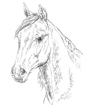 Horse portrait-3
