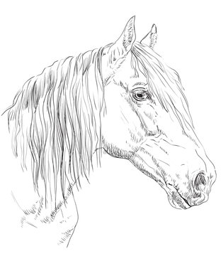 Horse portrait-6